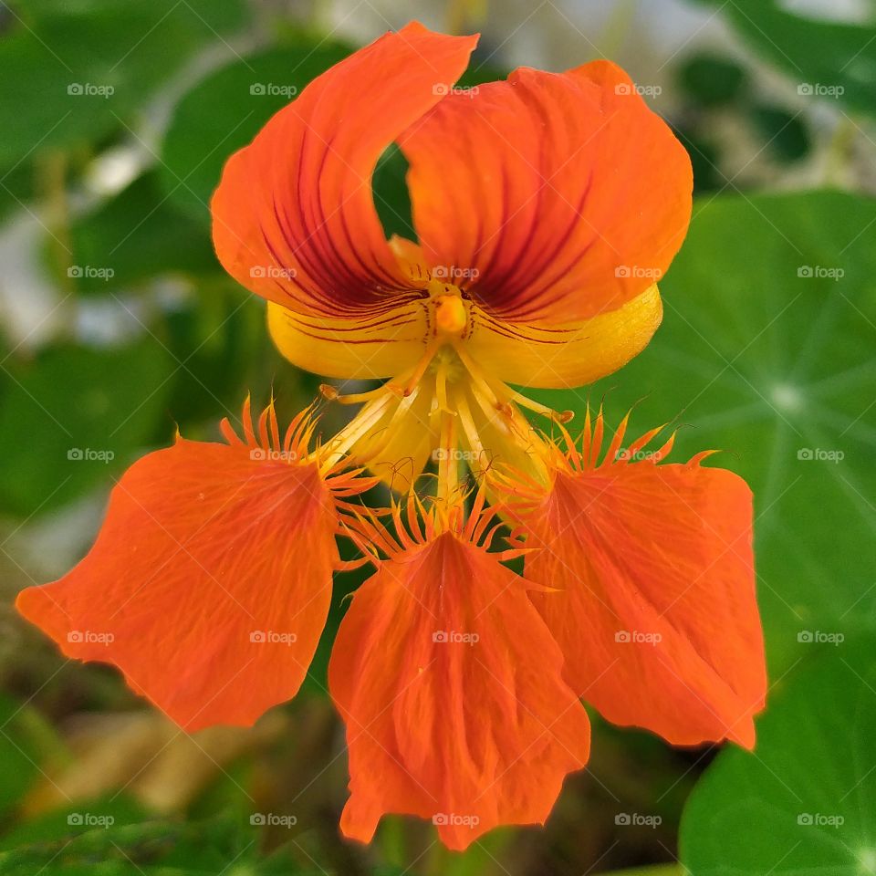 a yellow flower called capuchinha in Brazil in the garden