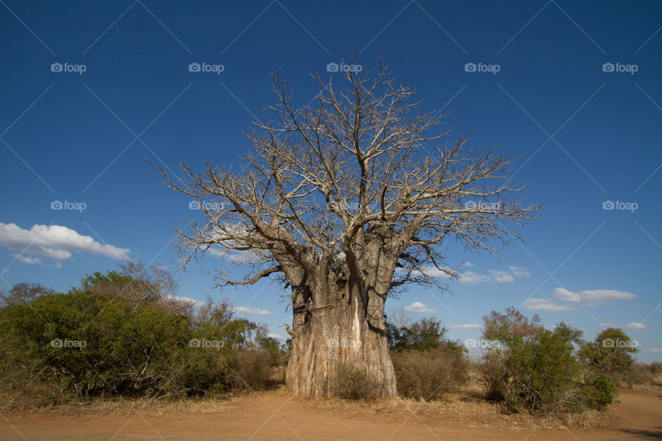 No edit image of boabab tree