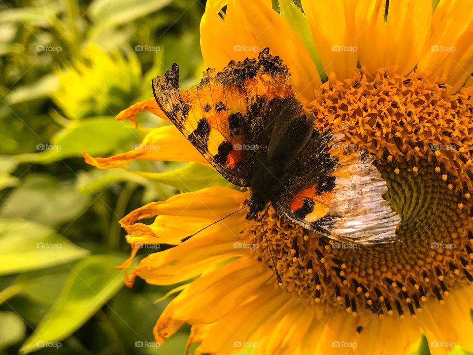 Nature, Insect, Summer, Pollen, Sunflower