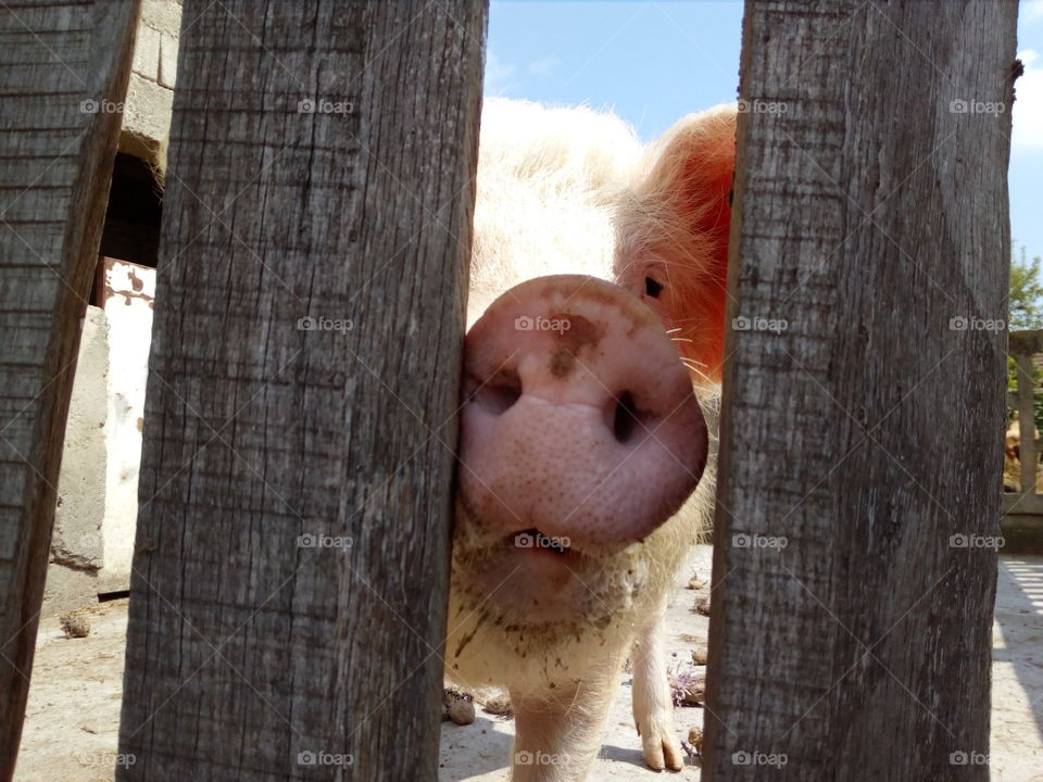 Close-up of a white pig