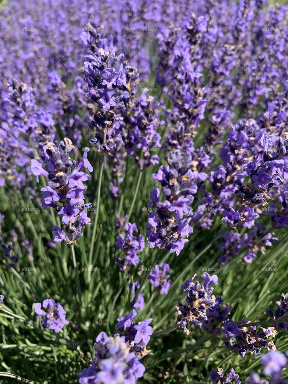 Lavender