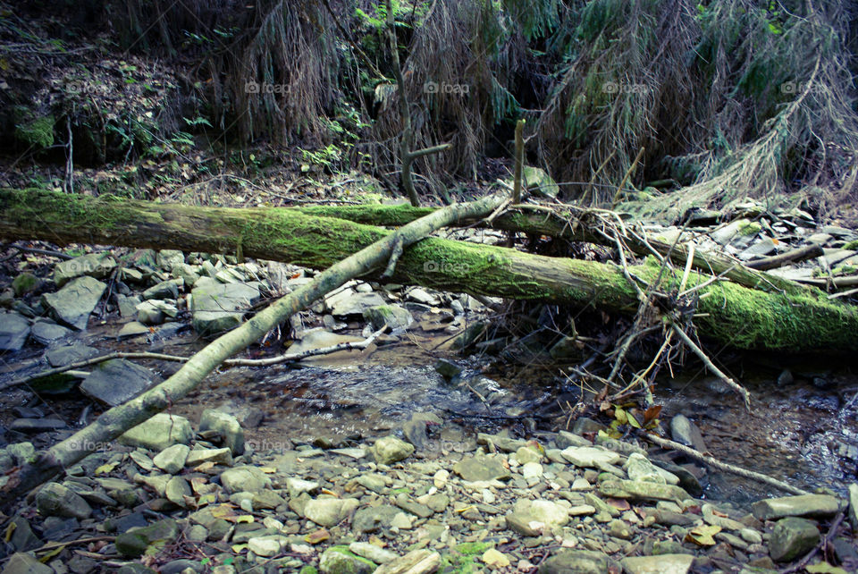Felled tree over the river