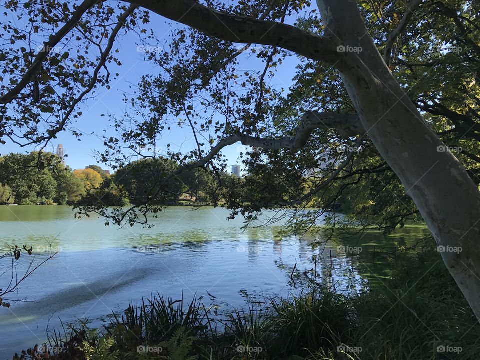 Central Park pond NYC
