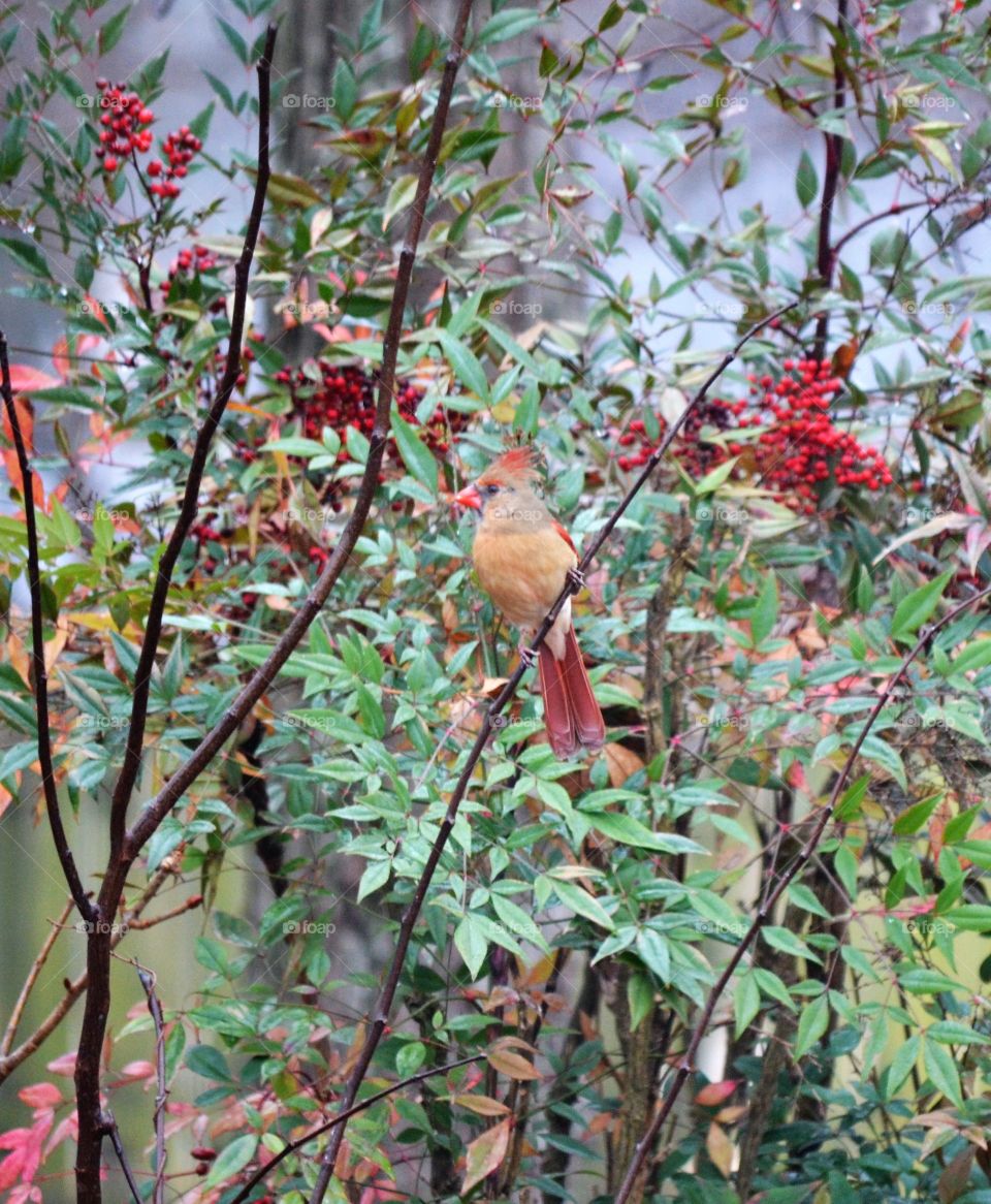 female cardinal
