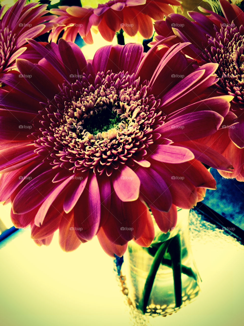 Gerber Daisy. Flower