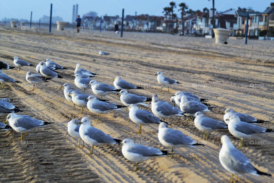 Close-up of seagulls on beach