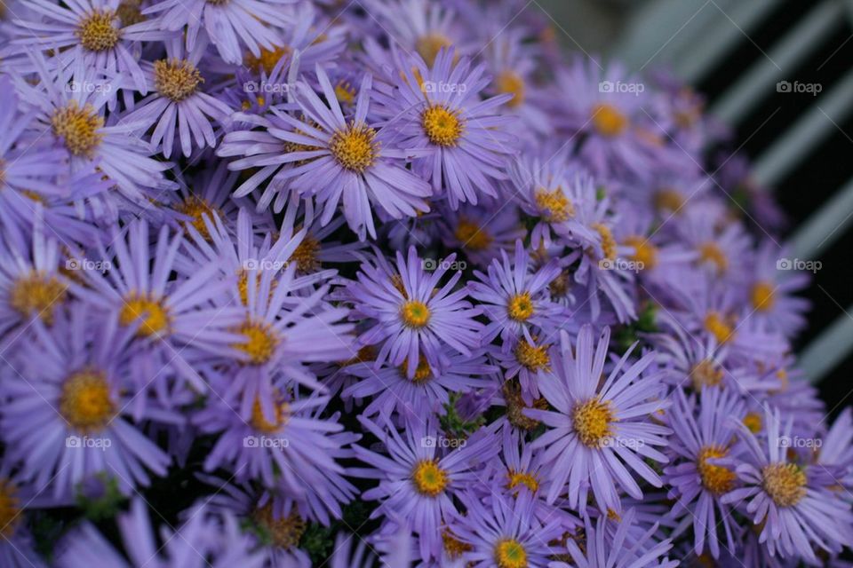 Asters