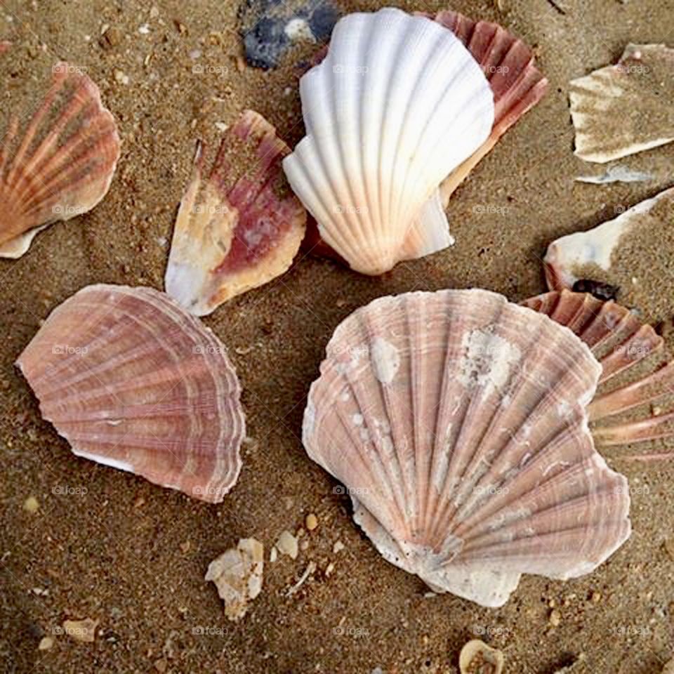 Broken Seashells