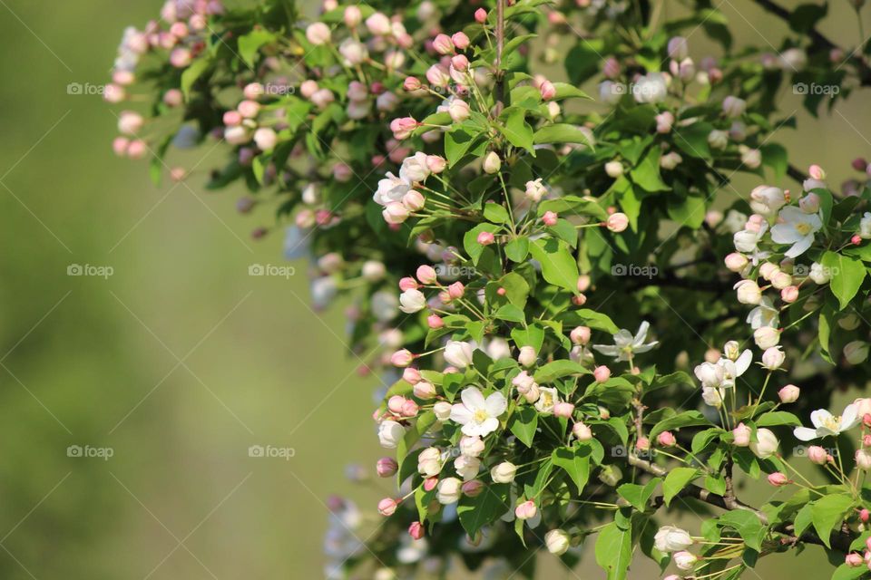 springtime in Michigan,  blossoms just beginning to open
