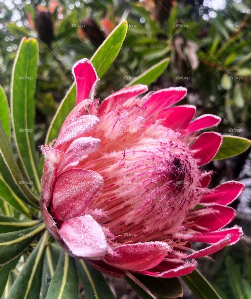 Gorgeous protea 