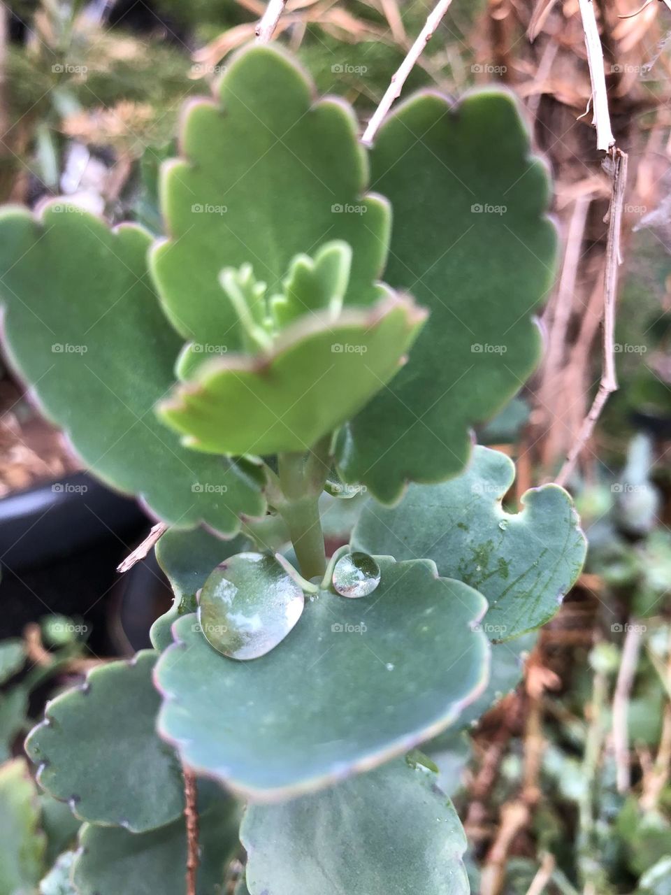 Beautiful droplets of water on a green leaves