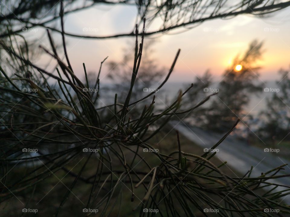 Close up of pine tree branches during sunset, splendid!