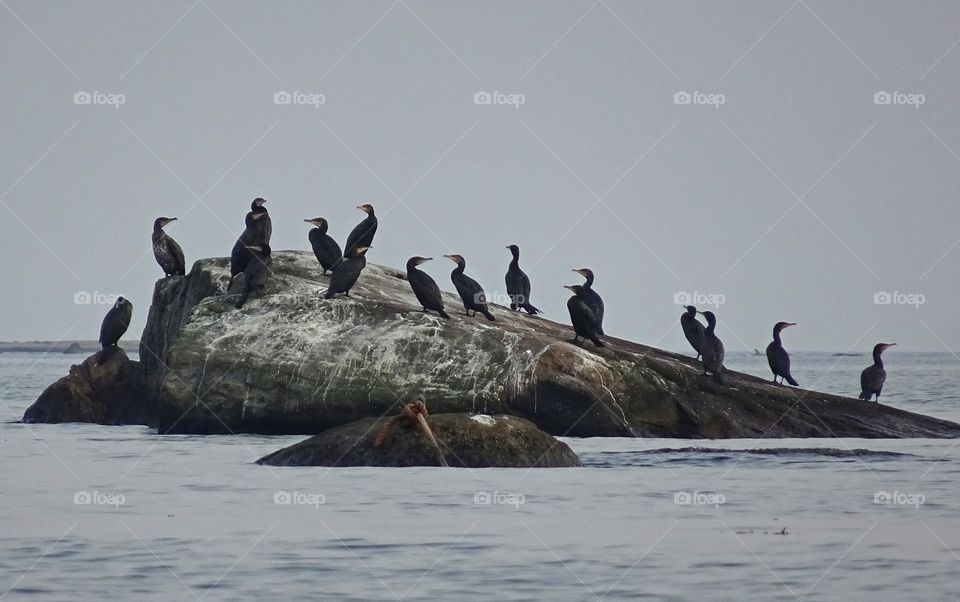 Birds perching on rocks at sweden