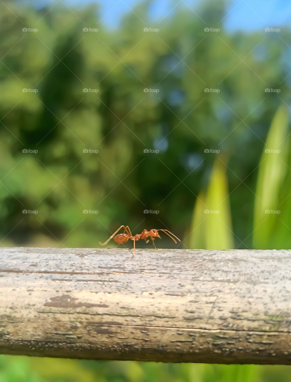 Image Of Red Ant
