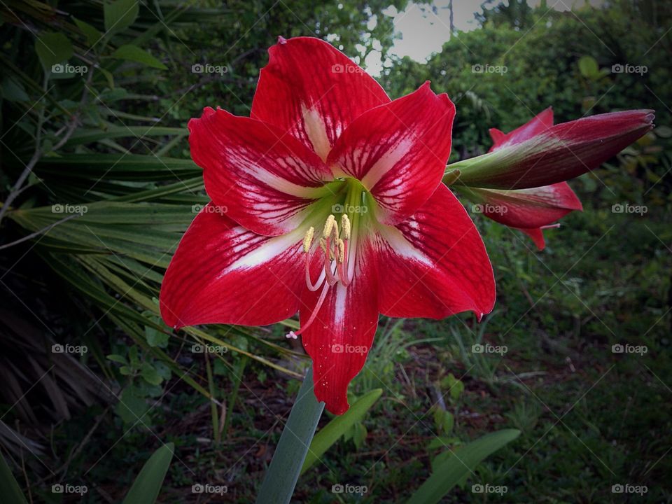 Red lily