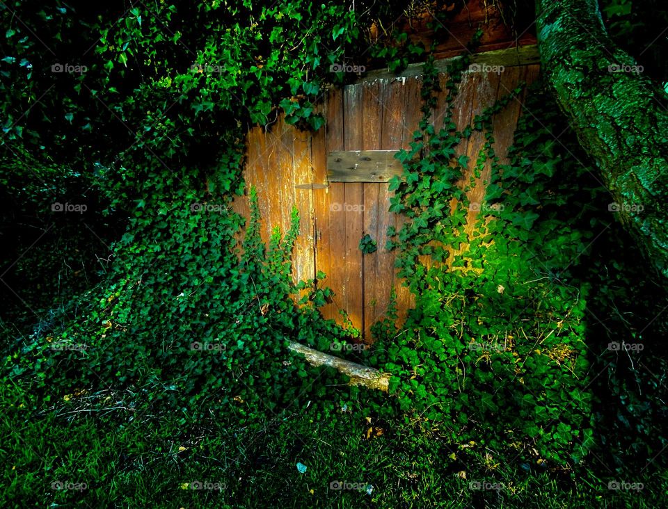 Ivy overgrowth of rural shed