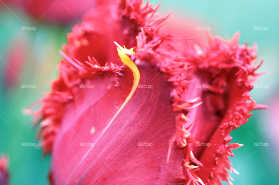 Nature’s eccentric design on the petals of a bright pink tulip 