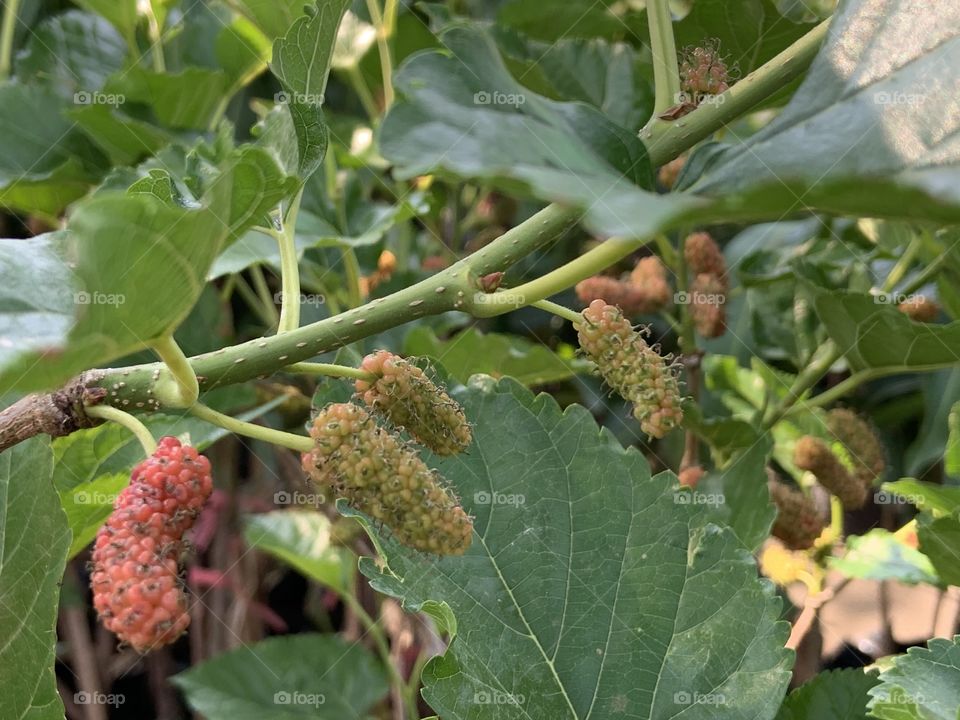 Plants around everywhere, Countryside (Thailand)