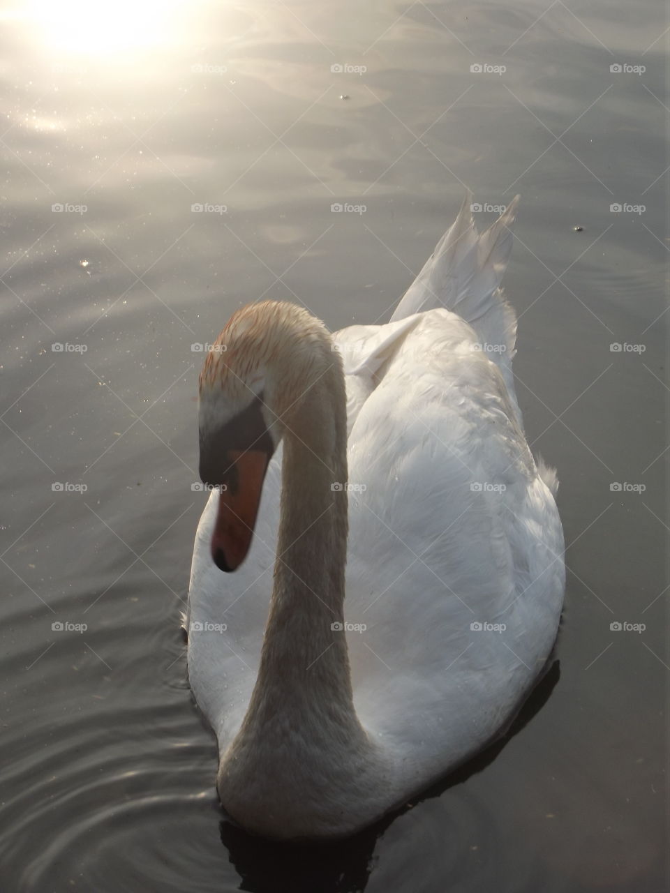 Swan On A Lake