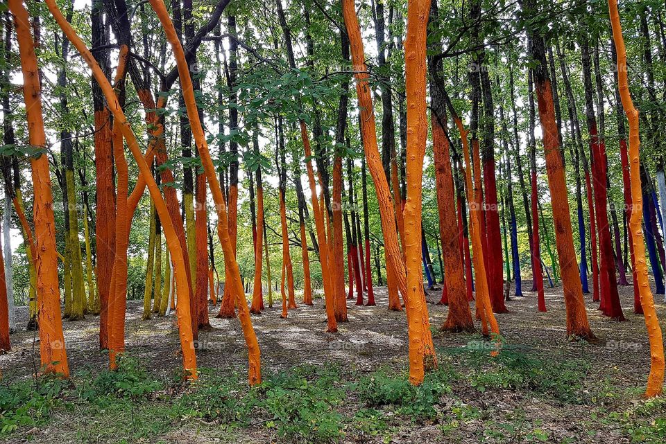 colorful forest, a fairytale place