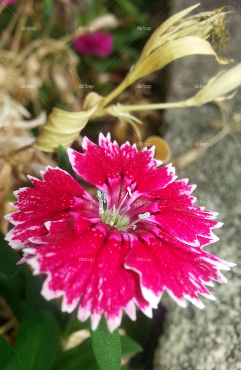 Sweet William