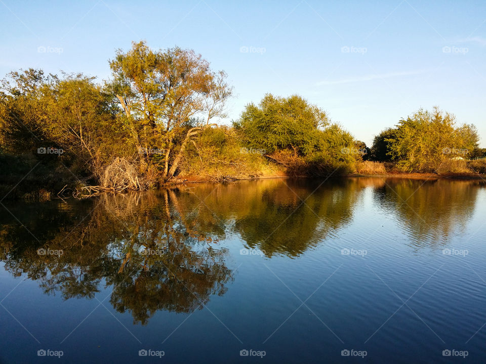 Reflection of trees in a pond on a beautiful day