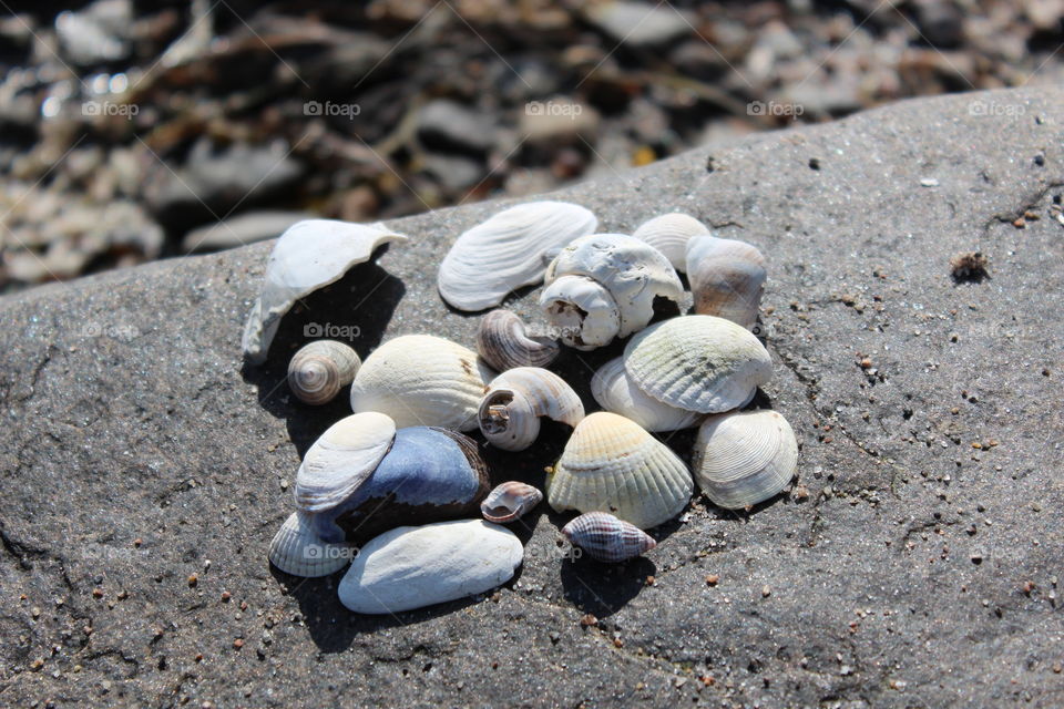 Seashells on rock