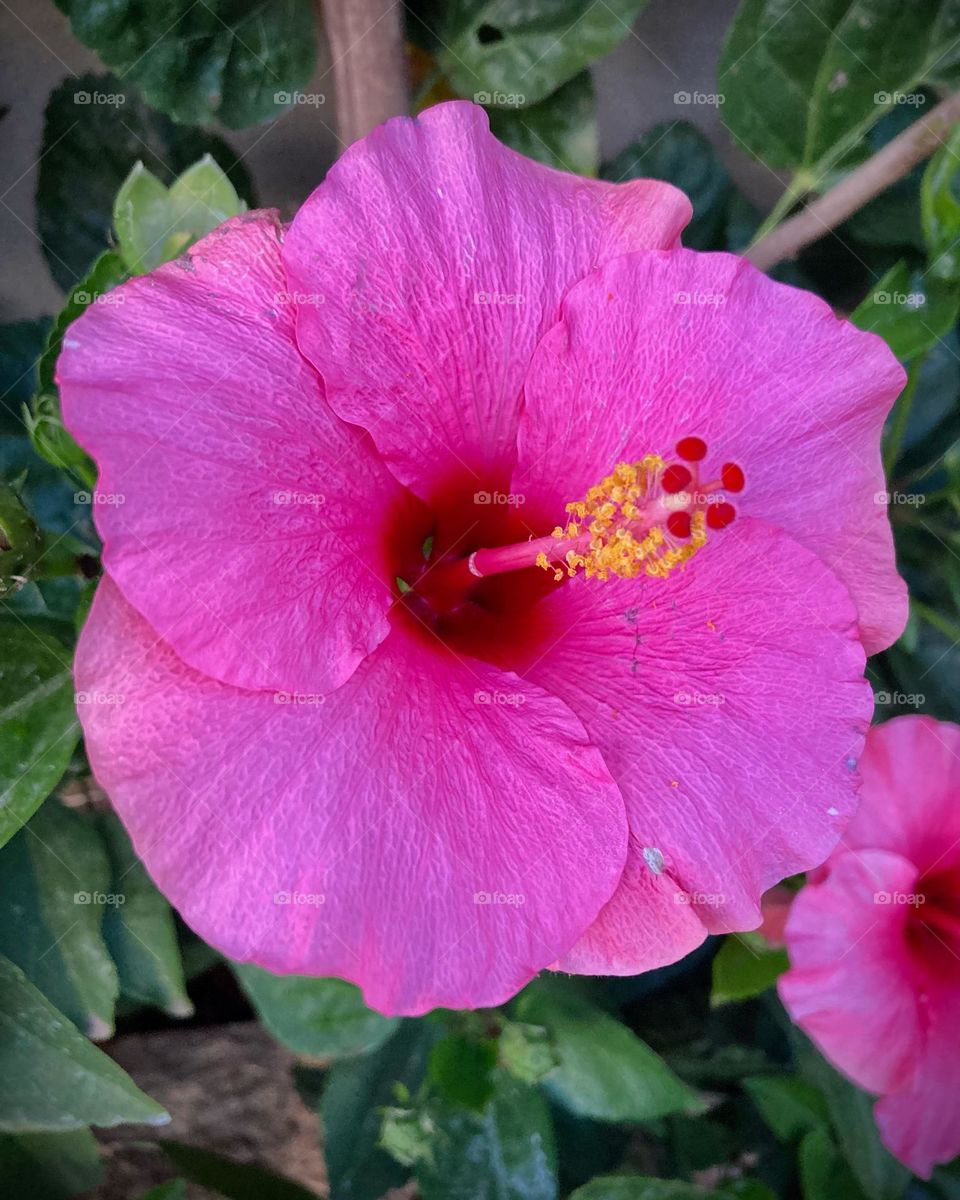 🇺🇸 Very beautiful hibiscus to brighten our day. Live nature and its beauty. Did you like the delicate petals?

🇧🇷 Hibiscos muito bonitos para alegrar nosso dia. Viva a natureza e sua beleza. Gostaram das pétalas delicadas?  