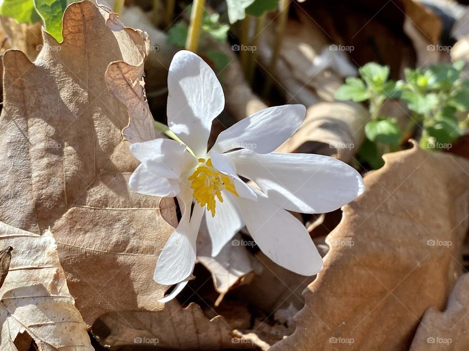 A bloodroot flower peaking through some fallen leaves 