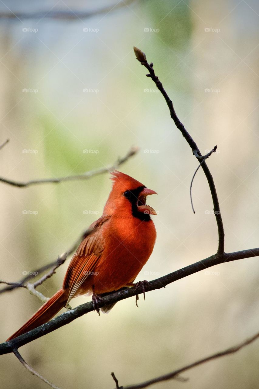 Closeup of a brilliant red male Cardinal calling out a song while perching on a tree branch 