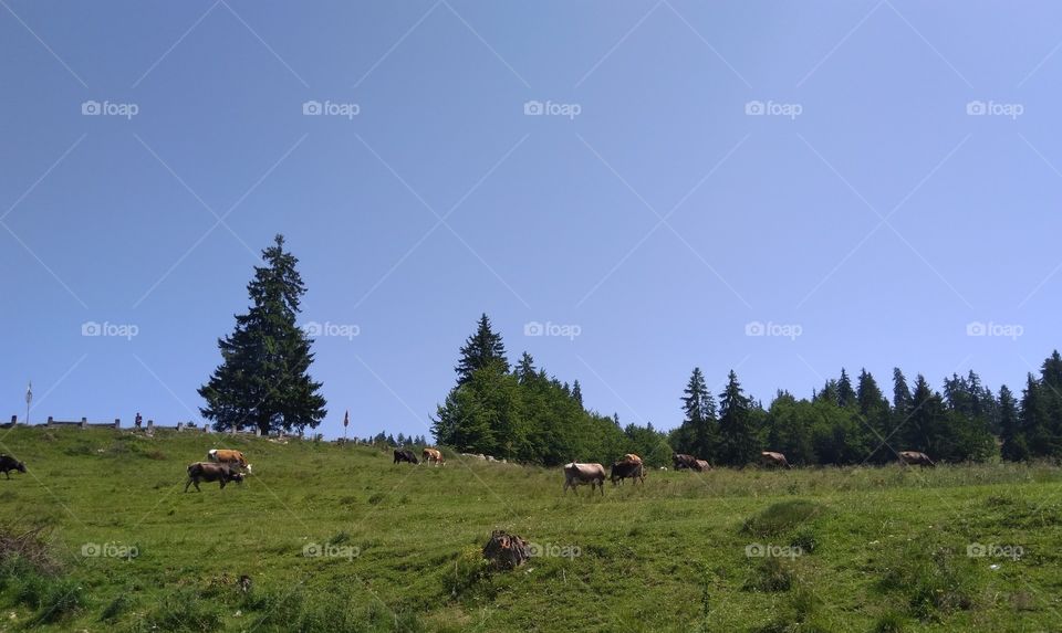 Cows on the mountain