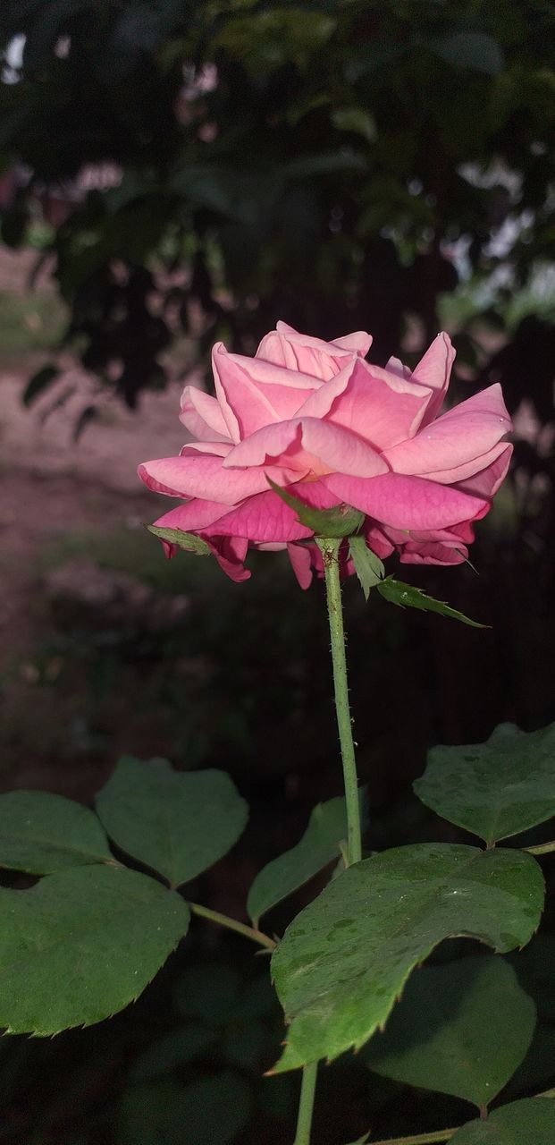 beautiful natural rose flower in garden