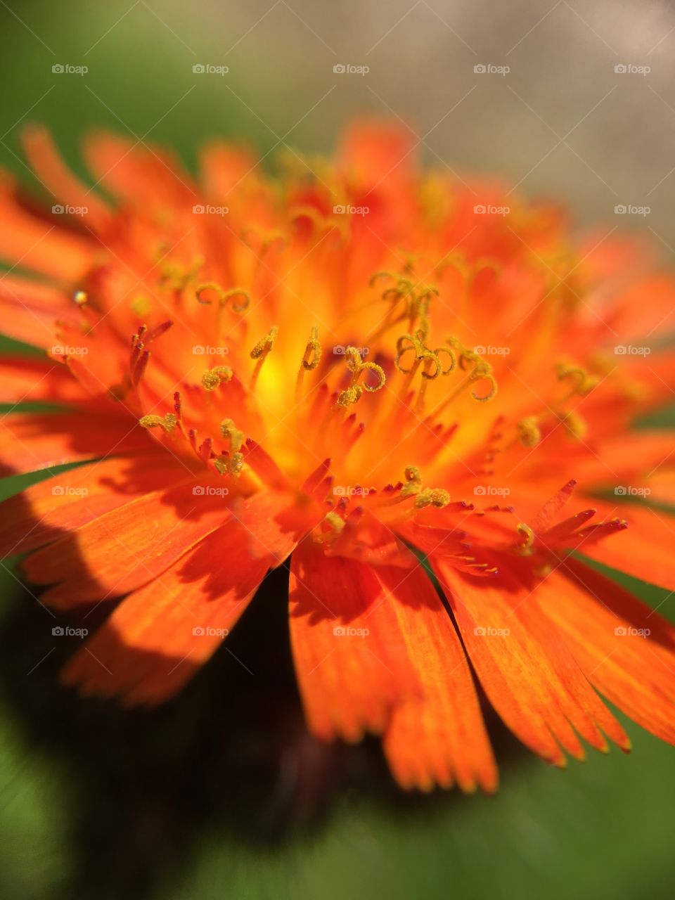 Orange dandelion 