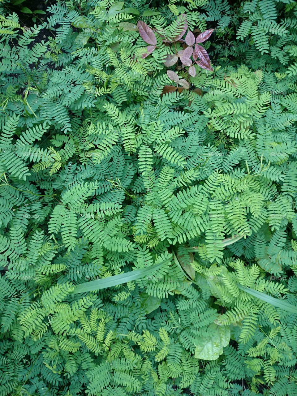 green leaf. green leaf and red,  tree, grass, background, textures