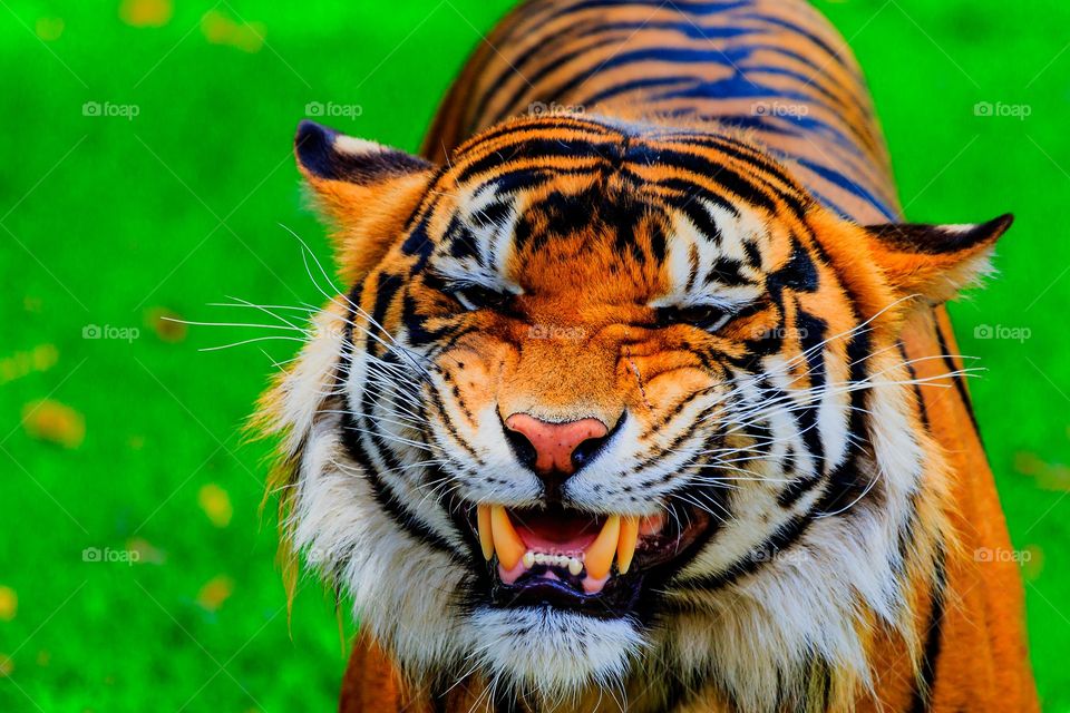 Close-up of tiger yawning