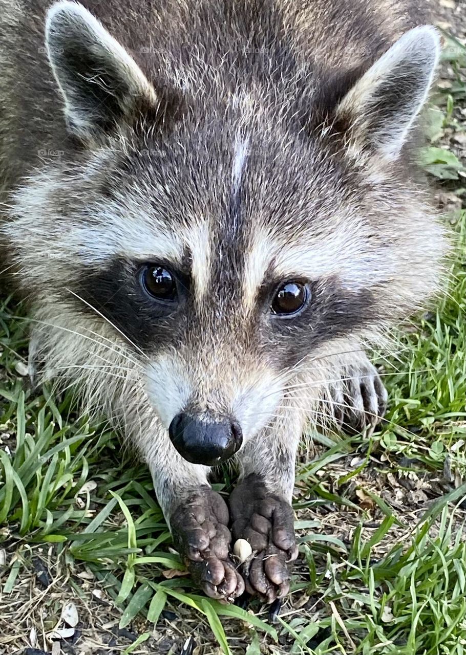 More, Please…. A raccoon holding a single peanut in its paws and looking up longingly