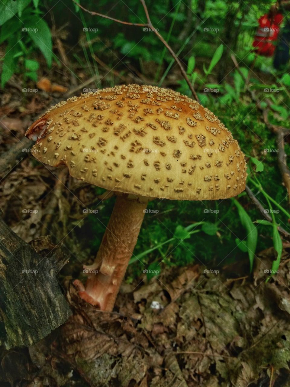 mushroom