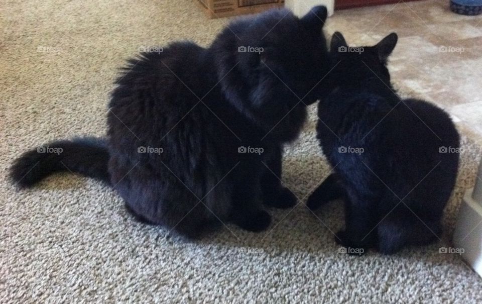 Black Cat Love. Two black cats giving affection 