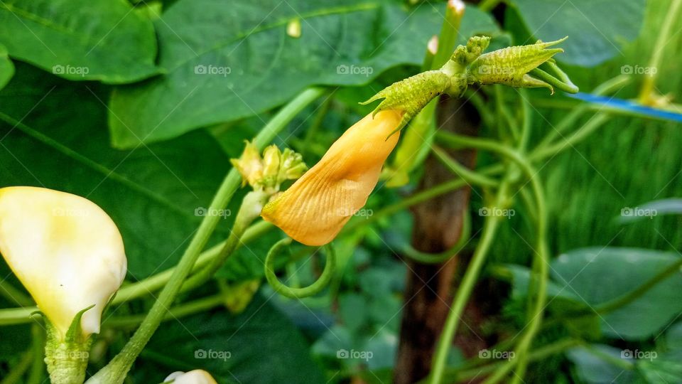 Winged Bean Flower - Bunga Kacang Panjang