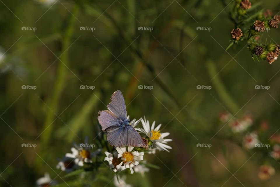 blue butterfly 