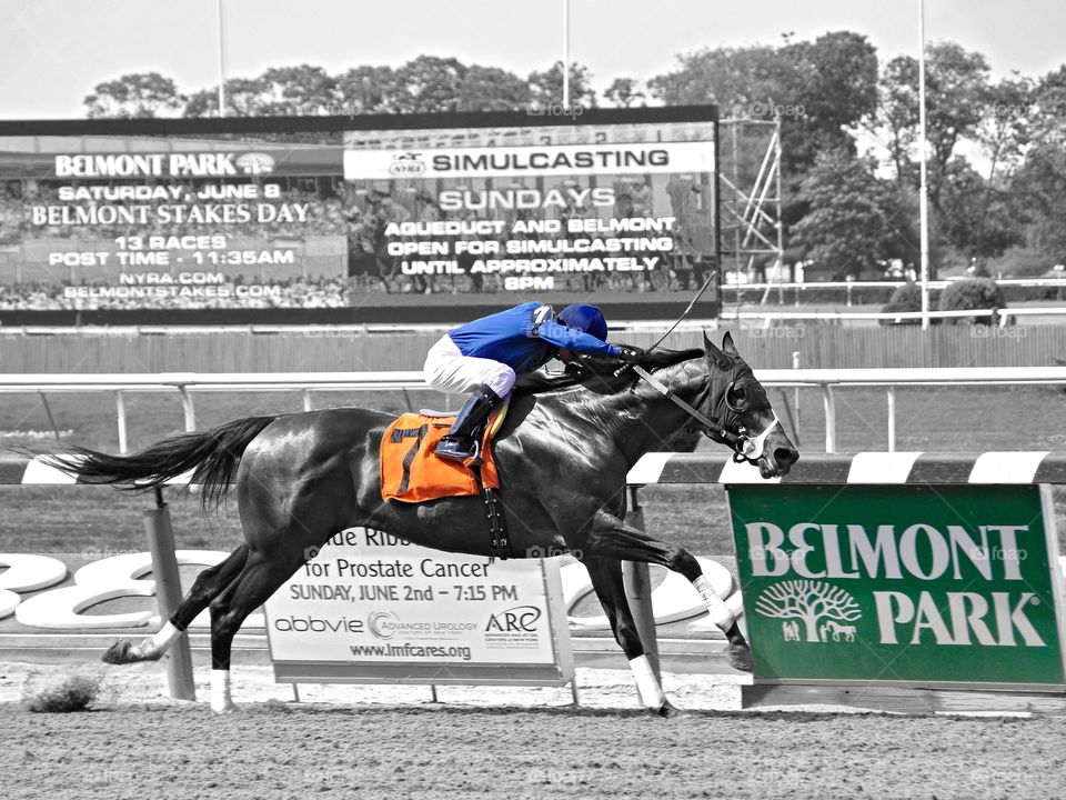 Real Estate with Alex Solis. The speedy Real Estate winning a sprint race at Belmont with hall of fame jockey Alex Solis. 
Zazzle.com/Fleetphoto. 