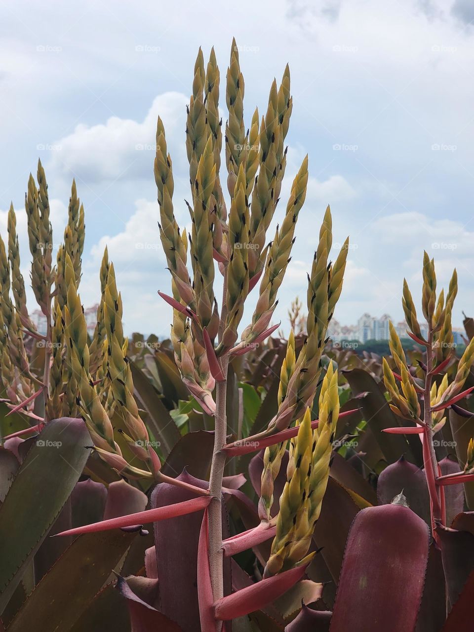 Beautiful outdoor plants on a sunny day