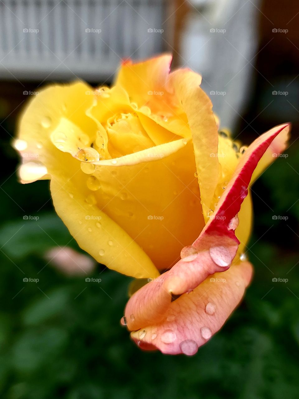 Yellow Rose after Fall Rain