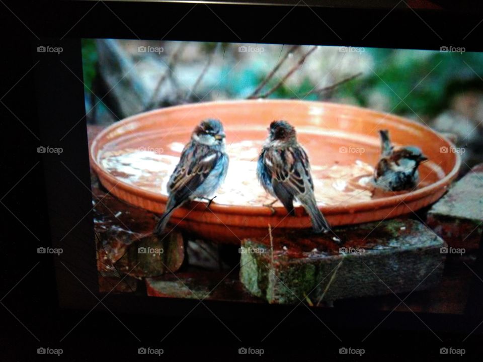 sparrows are bathing beautifully