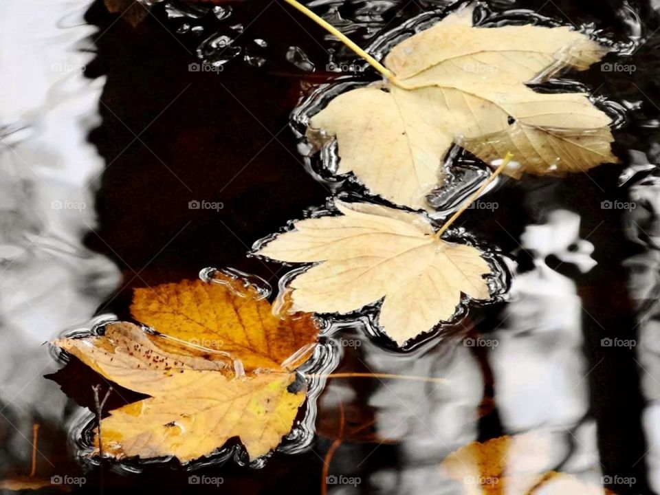 Autumn leaves in water