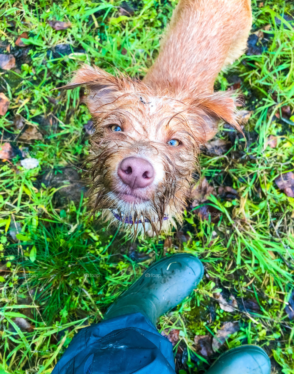 Walking a very muddy dog on a wet morning