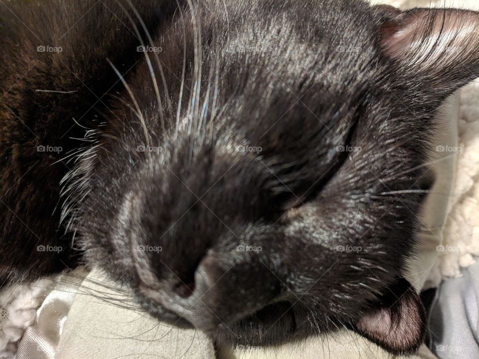 Sleeping Kitty Face