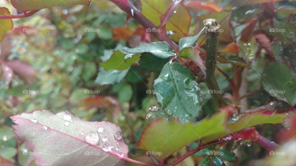 Leaf, Flora, Nature, Tree, Color