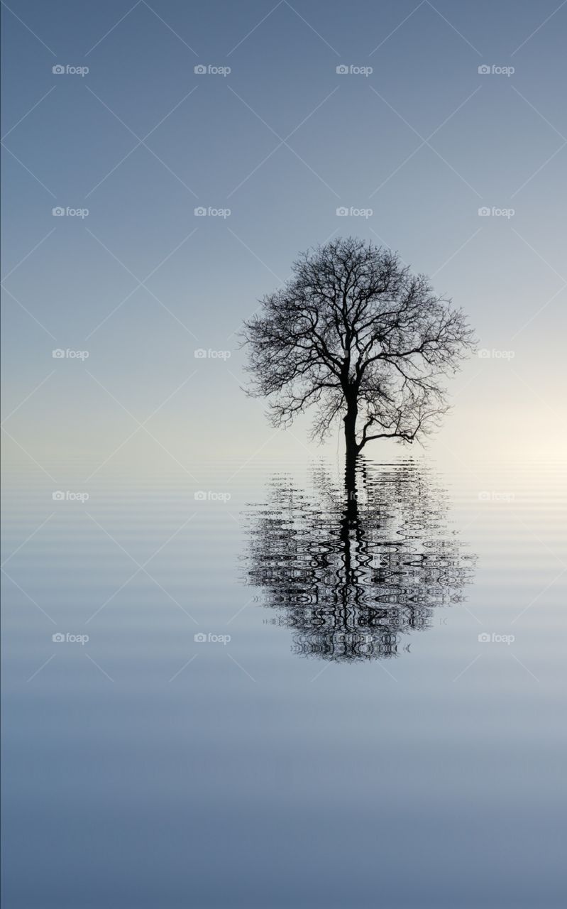Tree with artistic reflection