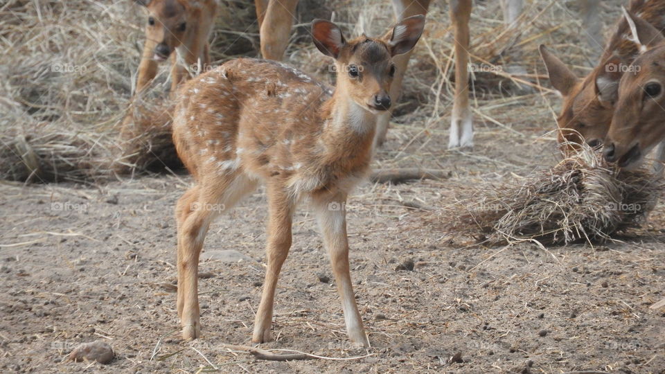 Young deer